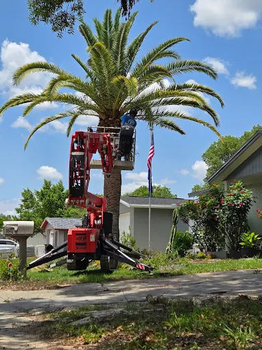 Fpalm Tree Rescue Professional Plam Tree Removal Service in Spring Hill, FL